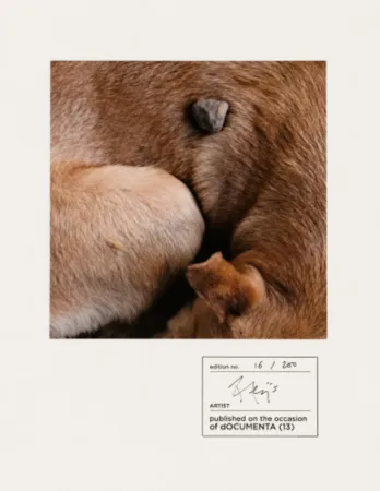 摄影 Alÿs - Untitled (documenta 13)
