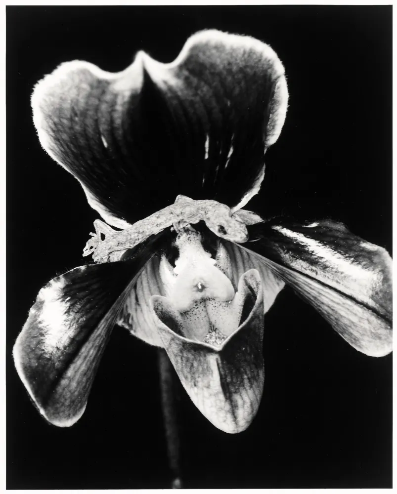 复数作品 Araki - Flower