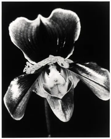 复数作品 Araki - Flower