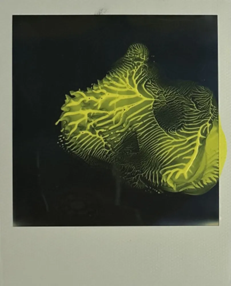 复数作品 Araki - Untitled 6