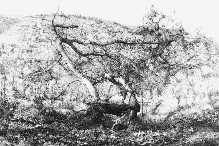 蚀刻版画 Barbisan - Il castagno morto