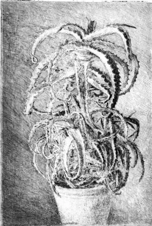 蚀刻版画 Barbisan - Pianta grassa