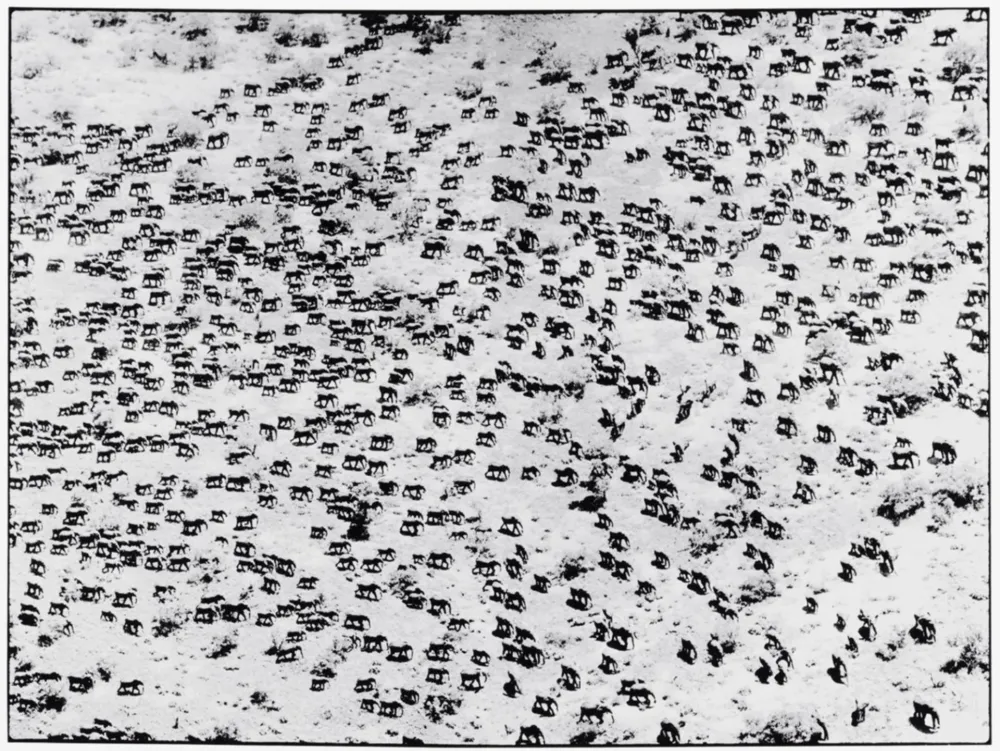 摄影 Beard - 965 Elephants, 