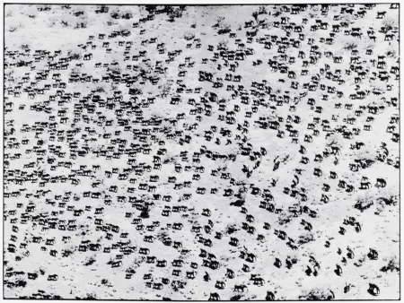 摄影 Beard - 965 Elephants, 