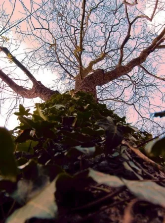 摄影 Bohorquez - Arbol