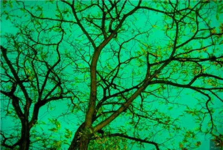 摄影 Bohorquez - Verde