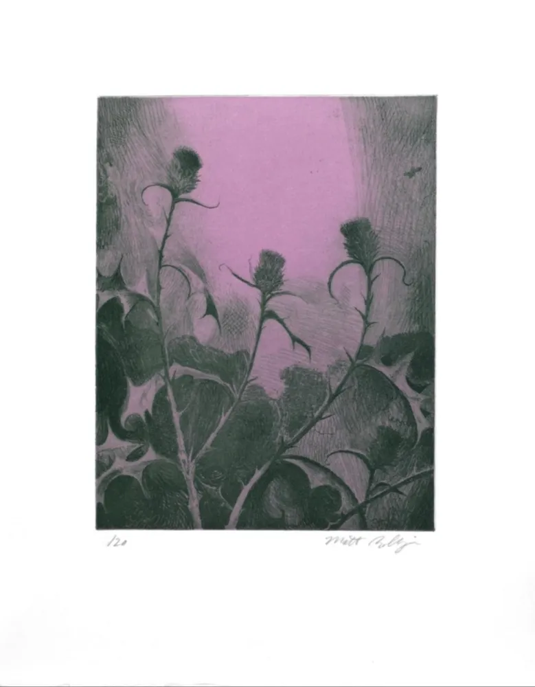 版画 Bollinger - Dusk Thistle