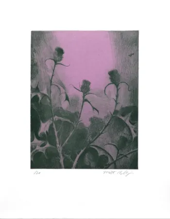 版画 Bollinger - Dusk Thistle