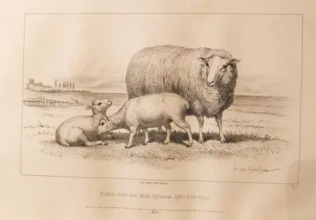 插图书 Bonheur - Considérations sur les bêtes à laine au milieu de XIXe siècle, et notice sur la race de la charmoise