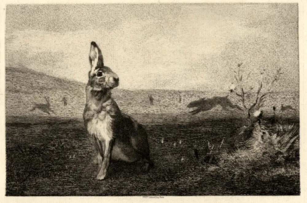 版画 Bracquemond - La lièvre (The Hare)