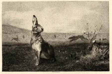 版画 Bracquemond - La lièvre (The Hare)