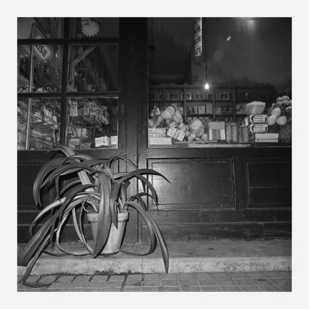 摄影 Canovas - ACHING PLANTS - 1