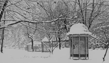 蚀刻版画 Cotugno  - Gennaio. Isola Carolina