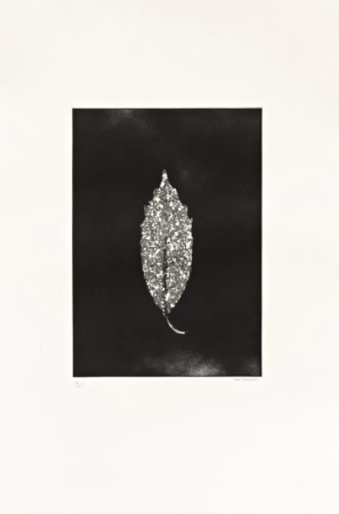 蚀刻版画 Couturier - Aucuba