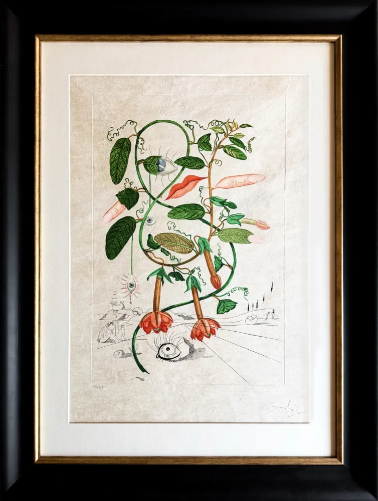 版画 Dali - Cobea (Pisum sensuale)