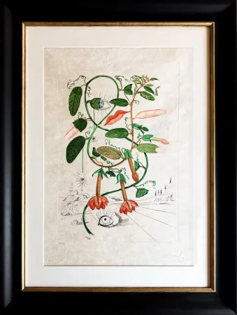 版画 Dali - Cobea (Pisum sensuale)