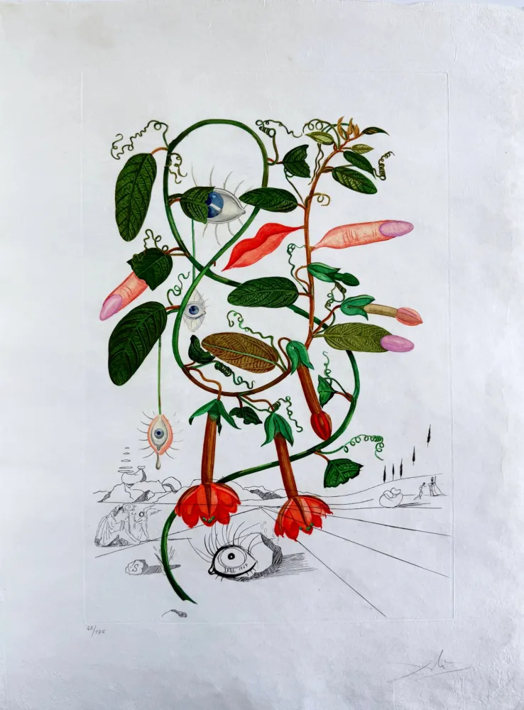 干刻版画 Dali - Cobea (Pisum sensuale) (Cobaea)