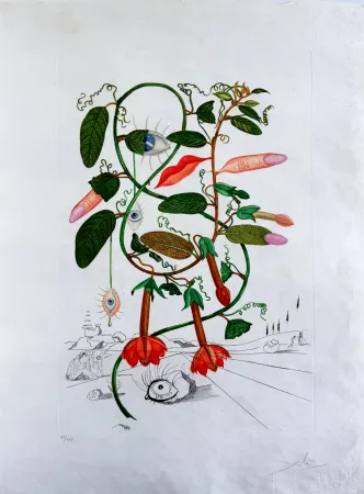 干刻版画 Dali - Cobea (Pisum sensuale) (Cobaea)
