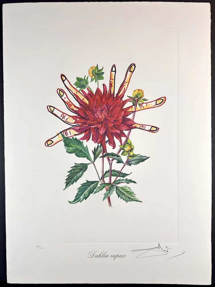 版画 Dali - Florals Dahlias of Dali