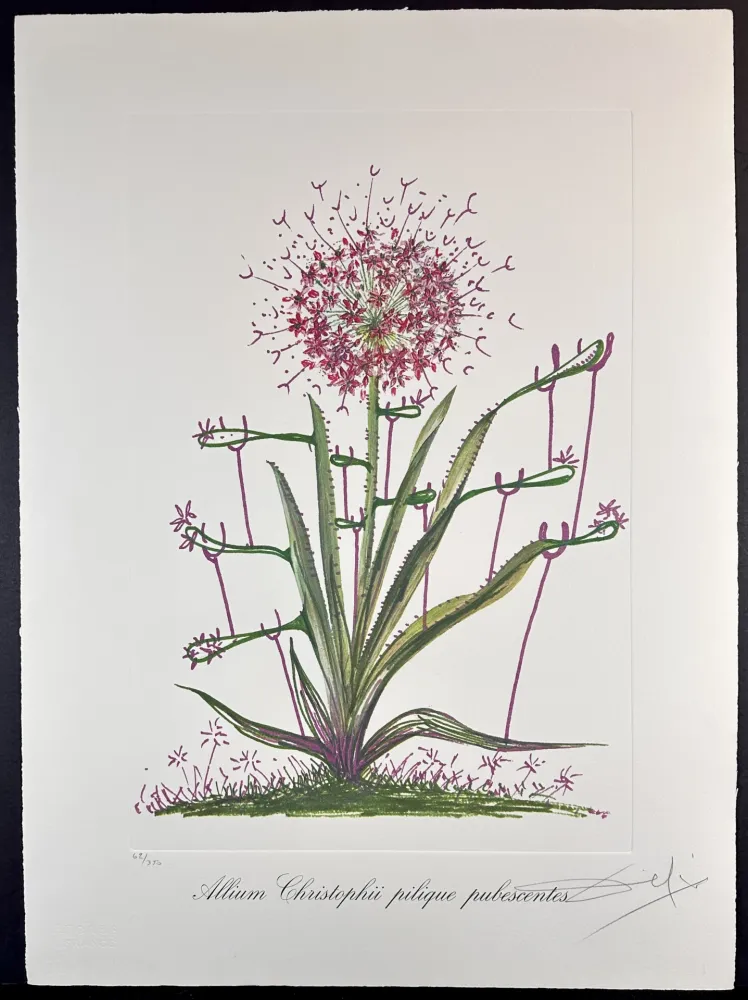 版画 Dali - Florals Desert Cactus