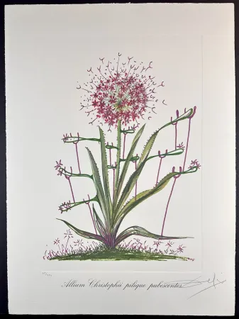 版画 Dali - Florals Desert Cactus