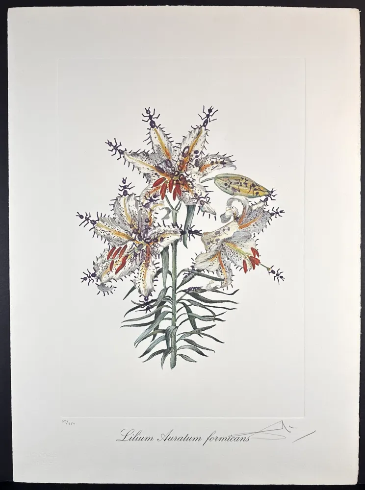 版画 Dali - Florals Erotic Lily