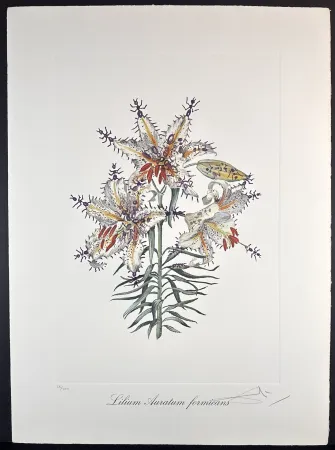 版画 Dali - Florals Erotic Lily
