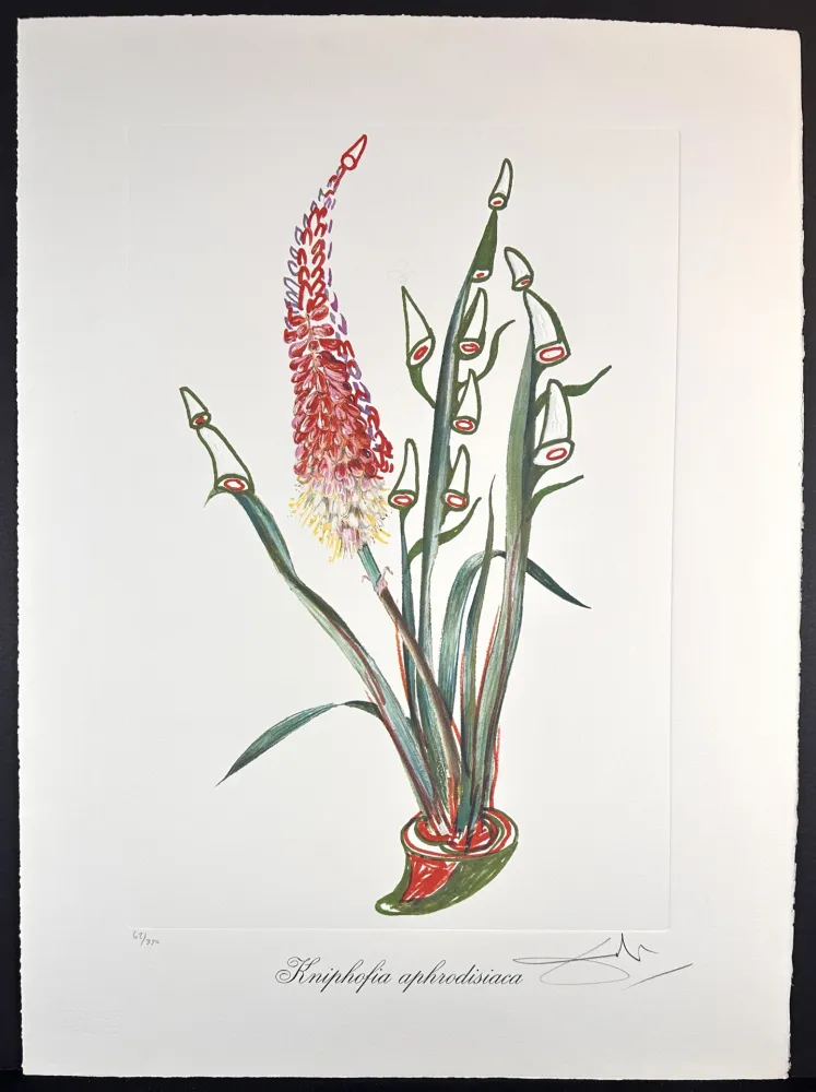 版画 Dali - Florals Rhinoceros Stock