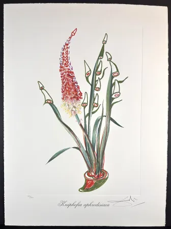 版画 Dali - Florals Rhinoceros Stock