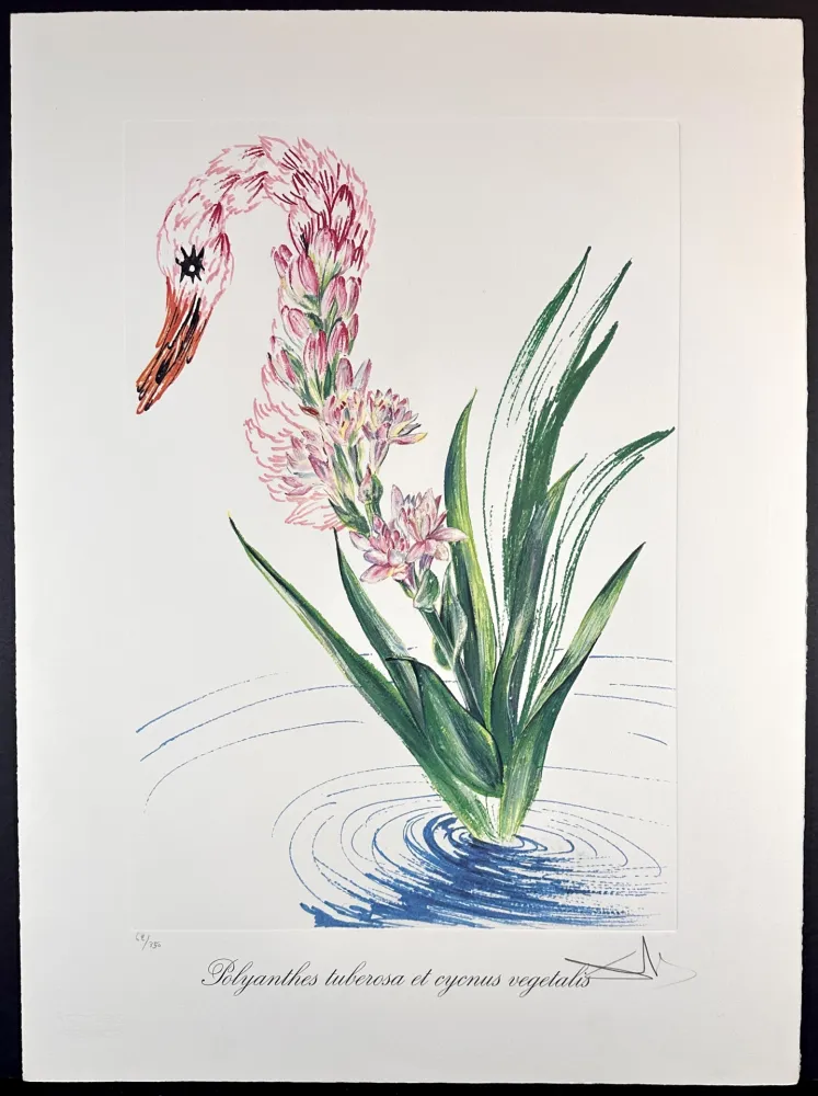 版画 Dali - Florals Water-Hybiscus Swan