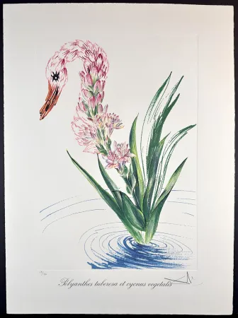 版画 Dali - Florals Water-Hybiscus Swan