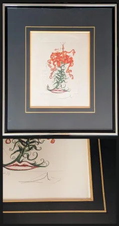 版画 Dali - Hand-Signed Engraving-Tiger Lilies / Lilium Aurancacium et labra barocantia, 1972 - Hand-signed by Dali lower right, 1972