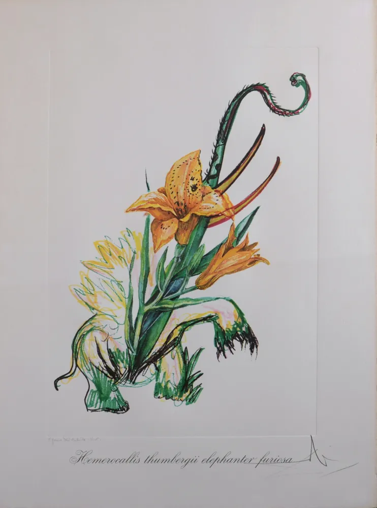 复数作品 Dali - Hemerocallis thumbergii elephanter furiosa, 1972 - Hand-signed!
