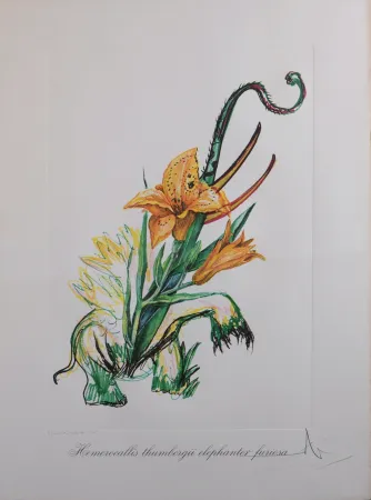 复数作品 Dali - Hemerocallis thumbergii elephanter furiosa, 1972 - Hand-signed!