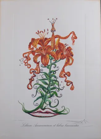 复数作品 Dali - Lilium Aurancacium et labra barocantia, 1972 - Hand-signed!