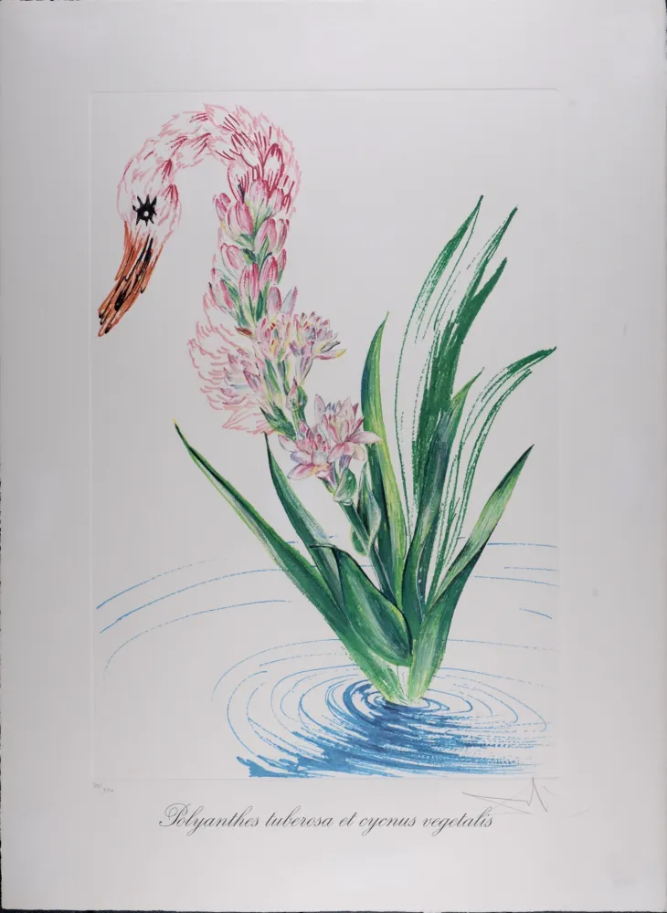 照相凹版 Dali - Polyanthes tyberosa et cygnus vegetalis