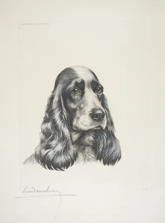 蚀刻版画 Danchin - 23 Tête de Cocker femelle - Black and white Cocker Spaniel head (Original)