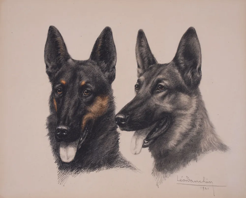 无技术 Danchin - Deux têtes de Berger Belge Malinois - Two Belgian Shepherd Malinois heads