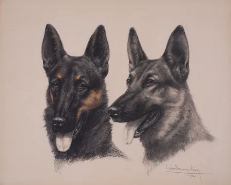 无技术 Danchin - Deux têtes de Berger Belge Malinois - Two Belgian Shepherd Malinois heads