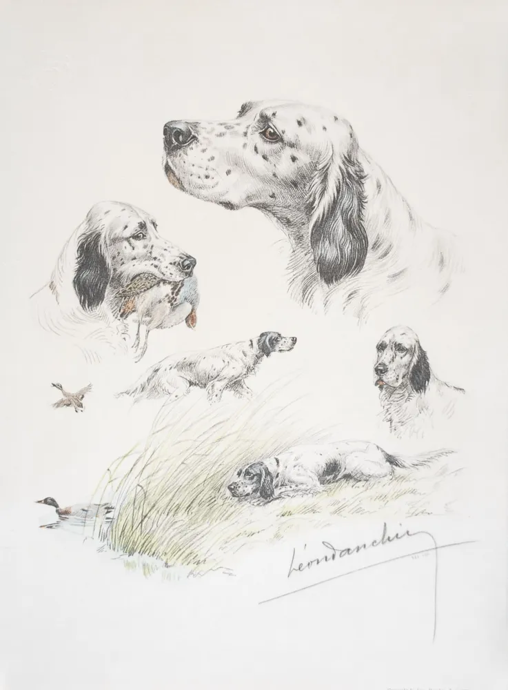 石版画 Danchin - English Setter study - Etudes de Setter Anglais