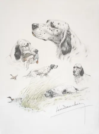 石版画 Danchin - English Setter study - Etudes de Setter Anglais