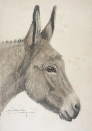 无技术 Danchin - Tête de baudet