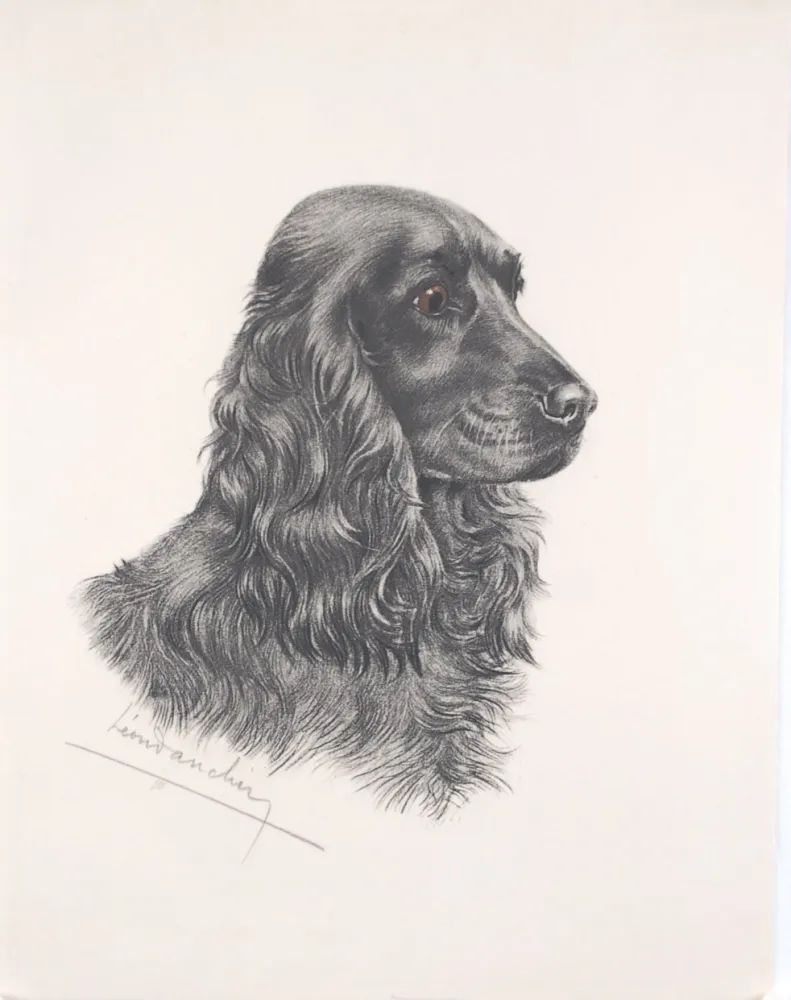 蚀刻版画 Danchin - Tête de Cocker noir male - Black Cocker Spaniel head (Original)