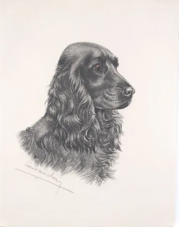 蚀刻版画 Danchin - Tête de Cocker noir male - Black Cocker Spaniel head (Original)