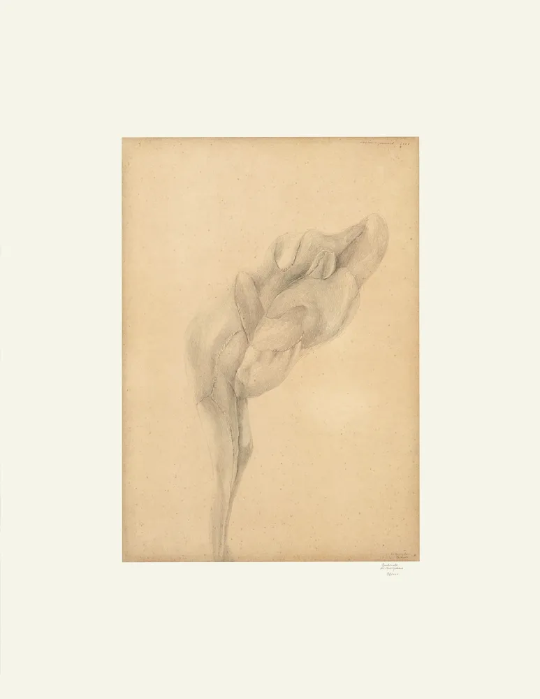 胶版印刷 De Bruyckere - Aanééngenaaid
