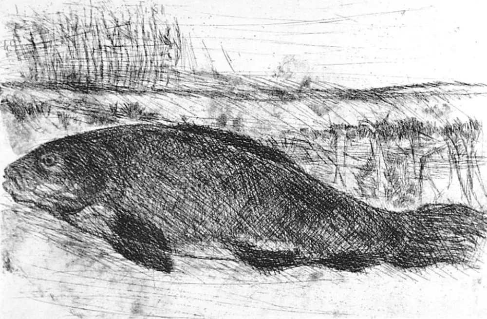 蚀刻版画 Della Torre - La tinca