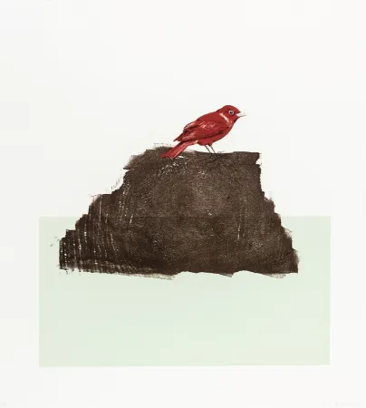 石版画 Drummond - The Northern Cardinal (or Redbird)