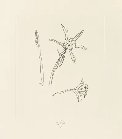 版画 Flanagan - Ibiza meadow flower