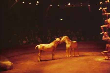 复数作品 Goldin - Triptyk, Zingaro Equestrian Theater, Paris