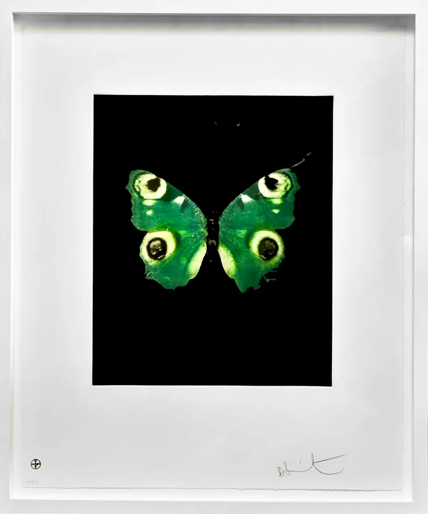 无技术 Hirst -  Fate - from the Butterflies portfolio, 2009 